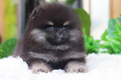 Pom