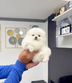 white color mini pom