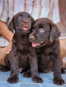 Labrador Retriever Male Puppy