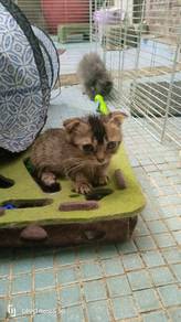 Munchkin golden black 