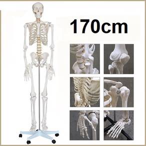 Life Skeleton Size Human BiologyTeaching Model