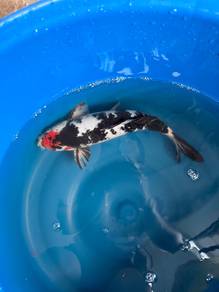 Tancho Showa Koi Fish 29cm/11.5 inch