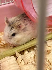 Hamster Roborovski 🐹 untuk Adoption - FREE 🐹