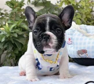 RENCH BULLDOG PUPPIES 🌻A186 Cow Pattern Boy