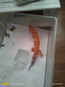 gecko