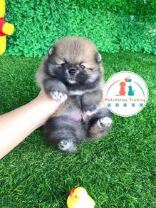 Pomeranian