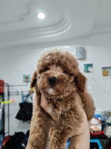 Tiny poodle light brown