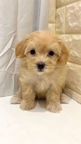 G48 Cute Maltipoo Puppy
