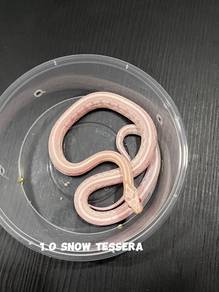 corn snake (snow tessera morph)
