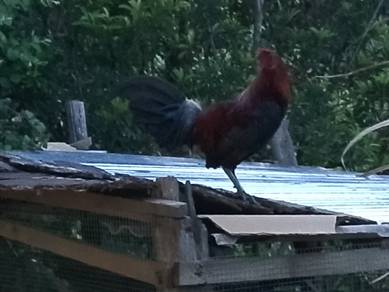 ayam 