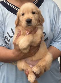 GOLDEN RETRIEVER PUPPIES M753 🌻 Cream / Gold