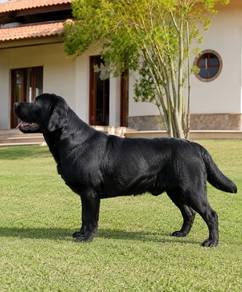 Labrador retriever puppies ww