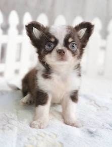 CHIHUAHUA PUPPIES VIP247🌷Head Apple Cute Dog