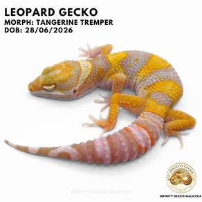 Leopard Gecko Malaysia Tangerine Tremper Cicak