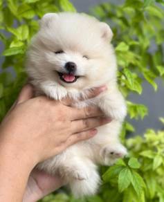 POMERANIAN PUPPIES a136 🌻 Available Male/ Female