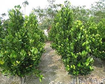 Pokok Garcinia Subelliptica 5kaki / happiness tree