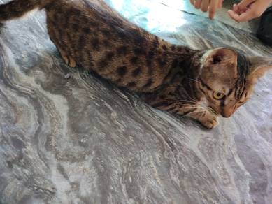 kucing untuk dijual 