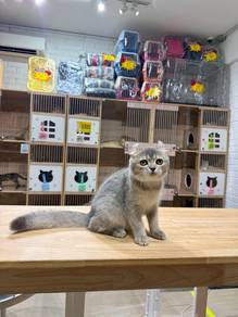 blue golden American curl cat kucing Singapore