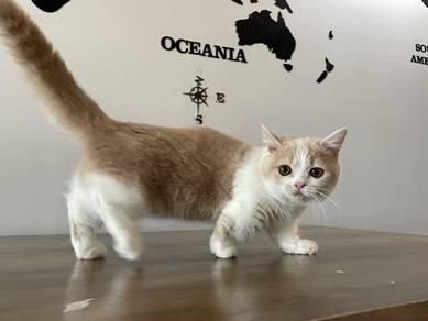Munchkin BSH Super short (Female)-A