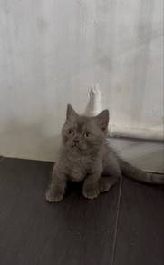 munchkin
