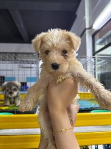 Schnauzer 