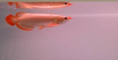 Arowana super red 6 inch -wholesale price