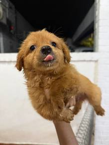 Poodle baby for adoption