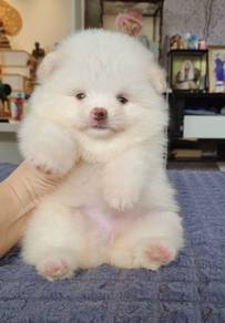 POMERANIAN PUPPIES P158 available cute cute