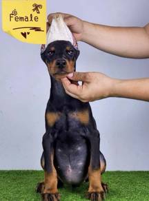 DOBERMAN PUPPIES 🐻 H159 Available CERT + Female