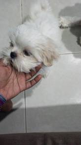 dog shizhu 