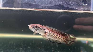 Ikan Channa Auranti Cobra 5 inch fish (ACS-27)