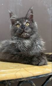 Maincoon black smoke