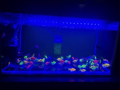 Glofish jual semua sekali
