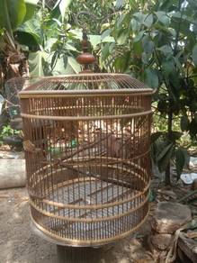 sarang burung murai cerang 