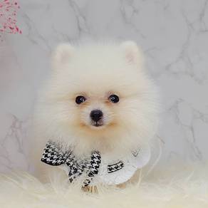 Pomeranian
