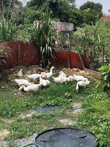angsa putih