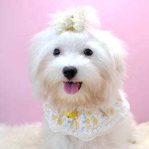 Maltese