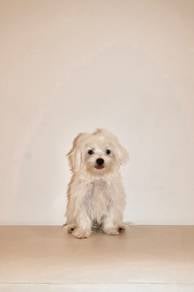 J0751 Maltese remains a cheerful little puppy