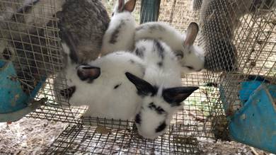 arnab rabbit mix