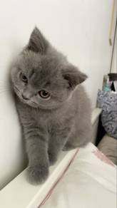 British Short Hair Kitten