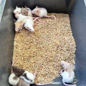 Fancy rat