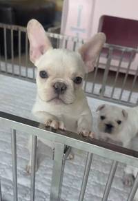 FRENCH BULLDOG PUPPIES 🌻S180 Charming Cream