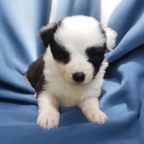 Border collie with Mka certificate