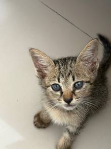 Kittens
