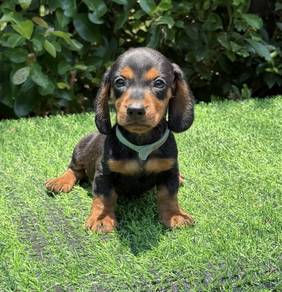 MINIATURE DACHSHUND PUPPIES D135 🐻 Rehome Short H