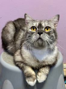 BSH Mix Adult Cat