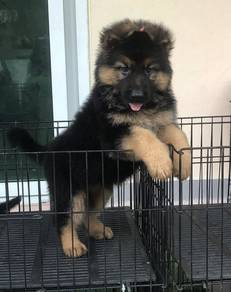 GERMAN SHEPHERD PUPPIES F38 🐻 Female Big Size