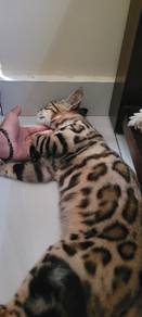 kucing bangle 