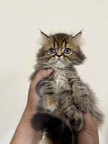 Tabby Persian Kitten / Anak Kucing Persian