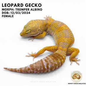 Leopard Gecko Malaysia JB Tremper Albino Cicak